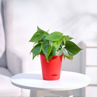 UGAOO Green Philodendron Oxycardium Plant