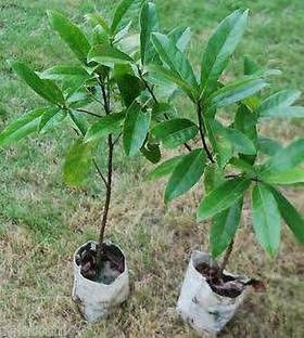 natikrd Rudraksha Plant