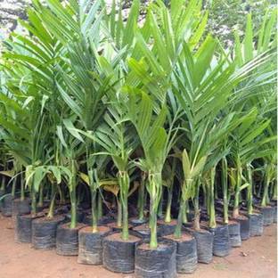 Arlo Areca Plam
