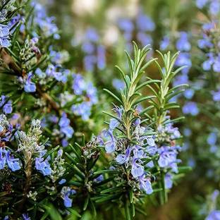Cloud Farm Rosemary Plant
