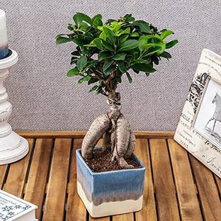 EVY Ficus Bonsai Plant