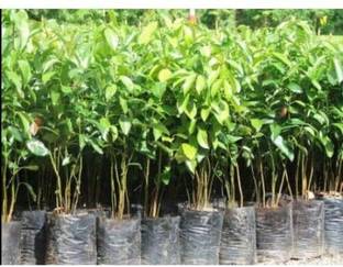 Vijay Sales Cinnamon Plant