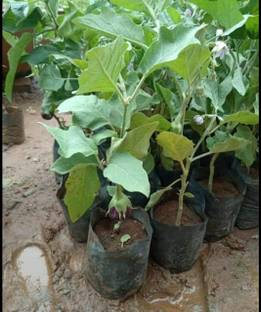 natikrd Brinjal