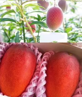 Japan Dawaf Miyazaki Mango Plant