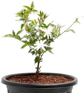vatikalive Kundru/Ivy Gourd Plant