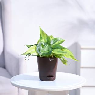 UGAOO Philodendron Brasil Plant