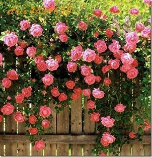 BioTech Gardening Rose Plant