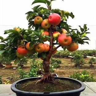 Cloud Farm Ficus Bonsai Plant