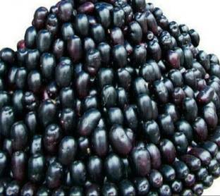 the green dotcom Jamun Plant