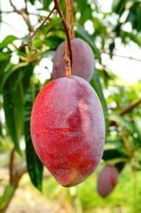 Thai Miyazaki Mango Plant