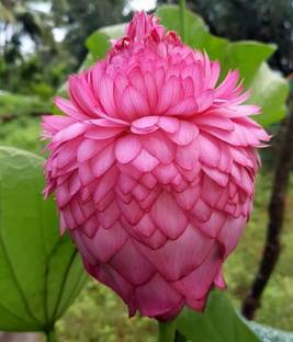 G0 GREEN Lotus Plant