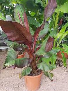 EliteGreen Banana Plant