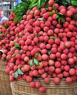 InGreen Litchi Plant