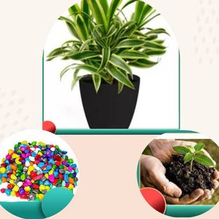 KUBERAA Song Of India Plant