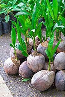 greenhousestore Coconut Plant