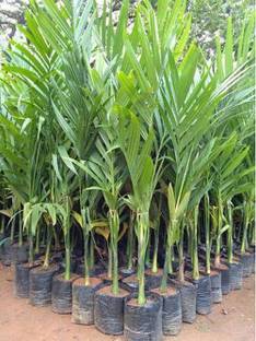 Entacloo Betel Nut/Supari Plant