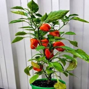 Zomoloco Mirch/Chilli Plant