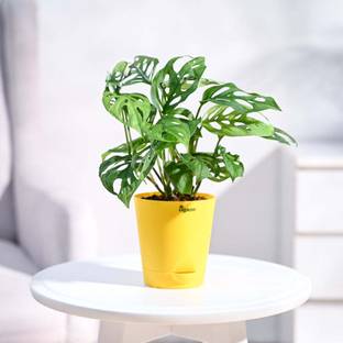 UGAOO Broken Heart Plant