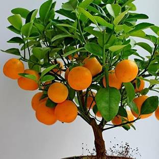 GREEN TREE N CHAINA ORANGE Orange Plant