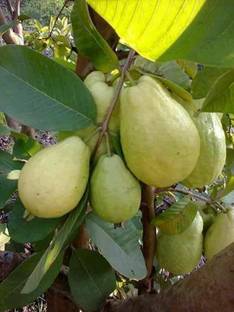 Bhusshan Guava Plant