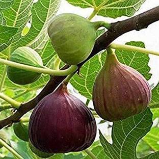 Baishnab Gular/Cluster Fig Plant