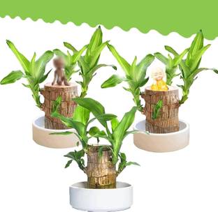 KrishnaNursery Mini Brazalian wood