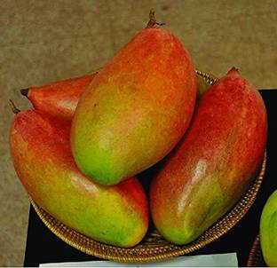 Exotica Anderson Mango Plant