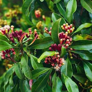 Cloud Farm Clove Plant