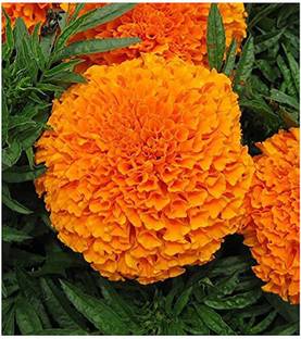saraswati traders Marigold Plant