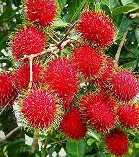 Axotic Rambutan Rare Heart Leaf Oxycardium Plant