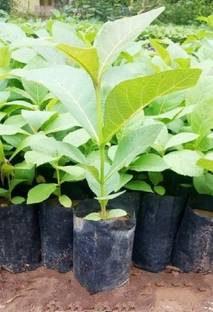 Natura Greenhouse Teak Plant
