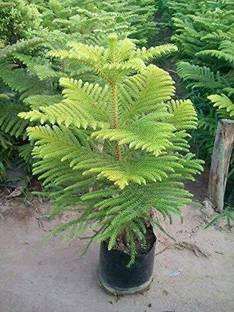 Greenlive traders Christmas Tree Plant