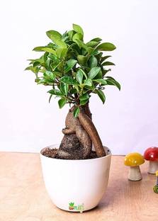 ORTERL Ficus Bonsai Plant