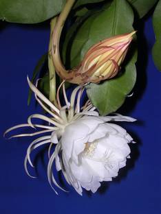 SBGARDEN Brahma Kamal Plant