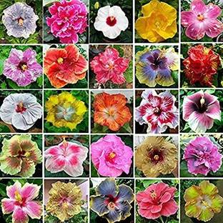 PlantQuipo Hibiscus Plant