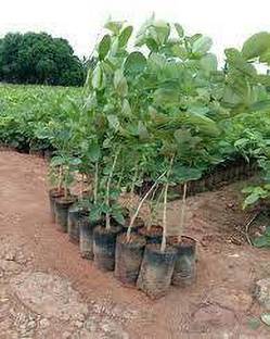 Fulmala Nursery Red Sandalwood Plant