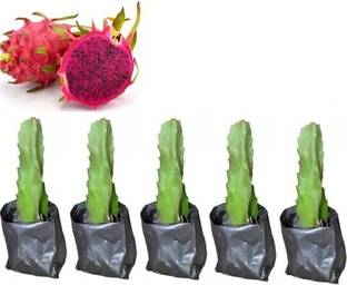 greenhousestore Dragon Tree