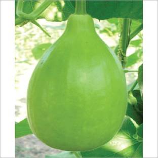 PB honey priya plant Bottle Gourd
