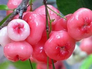 K.K.Enterprise Jamun Plant