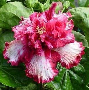 Cloud Farm Hibiscus Plant
