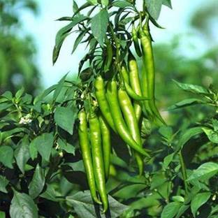 NRDhub Mirch/Chilli Plant