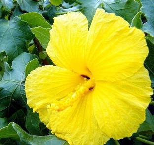 PB honey priya plant Hibiscus Plant