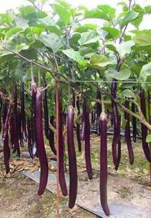 Linaa Brinjal