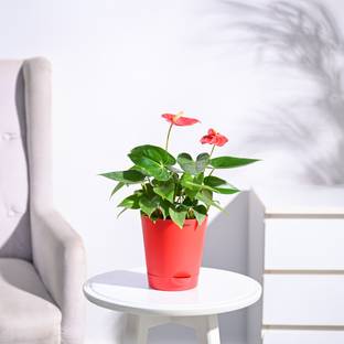 UGAOO Anthurium Plant