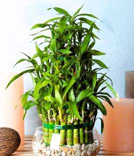 AGRAWBIC Two Layer Bamboo Plant