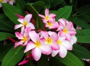 Blue Universe Plumeria Plant
