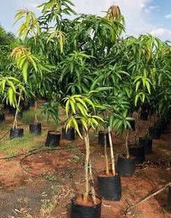 NRDhub Mango Plant