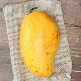 Exotica Ataulfo Mango Plant