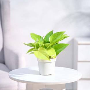 UGAOO Golden Money Plant