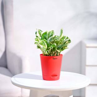 UGAOO Njoy Money Plant